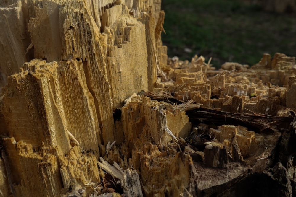 a close up of a tree stump with a bird perched on top of it