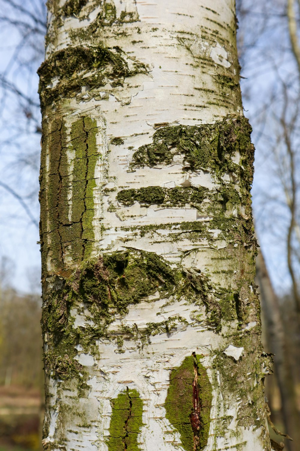 a close up of the bark of a tree