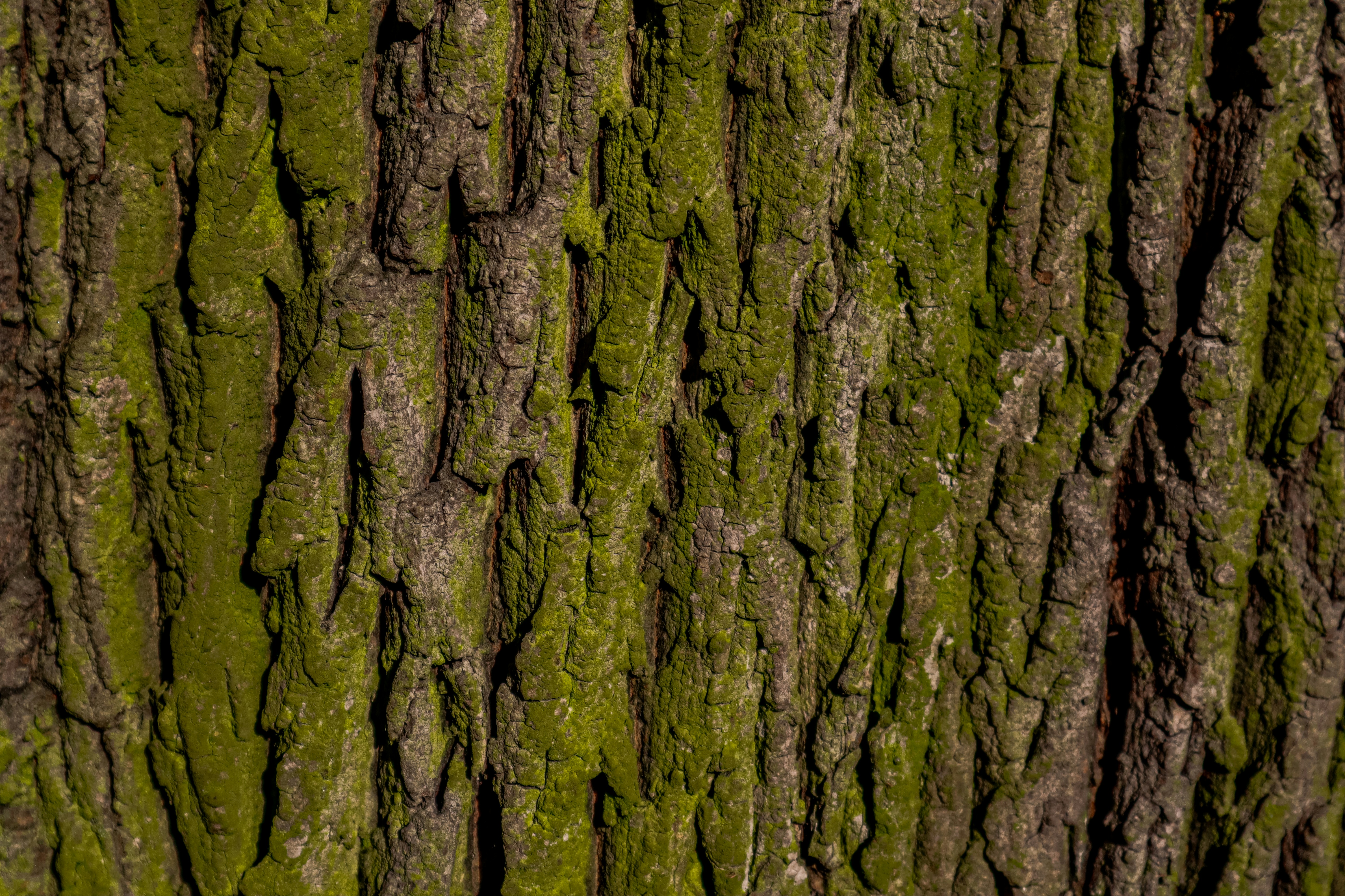 Photo by mugabo_library