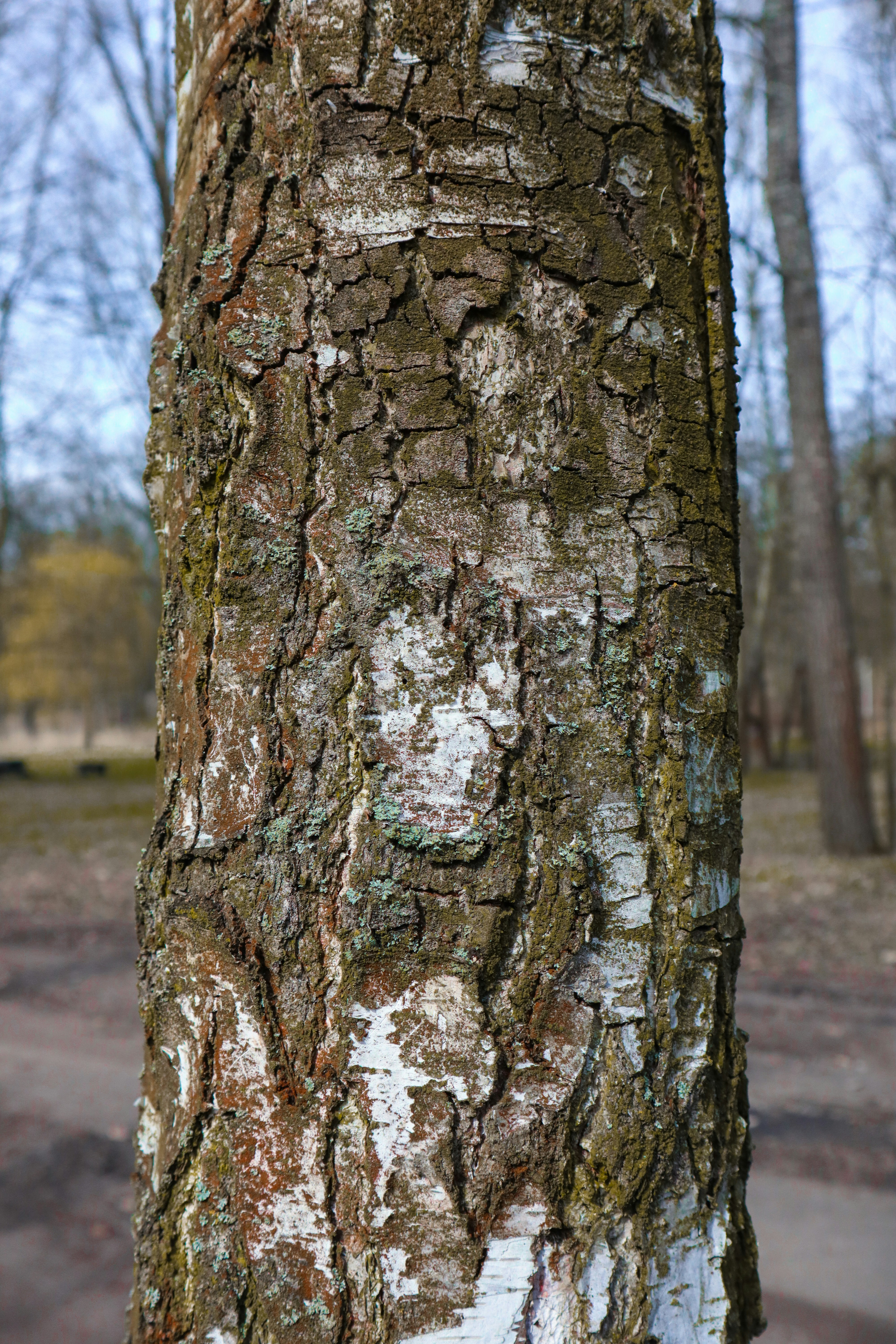 a close up of a tree trunk with a face on it