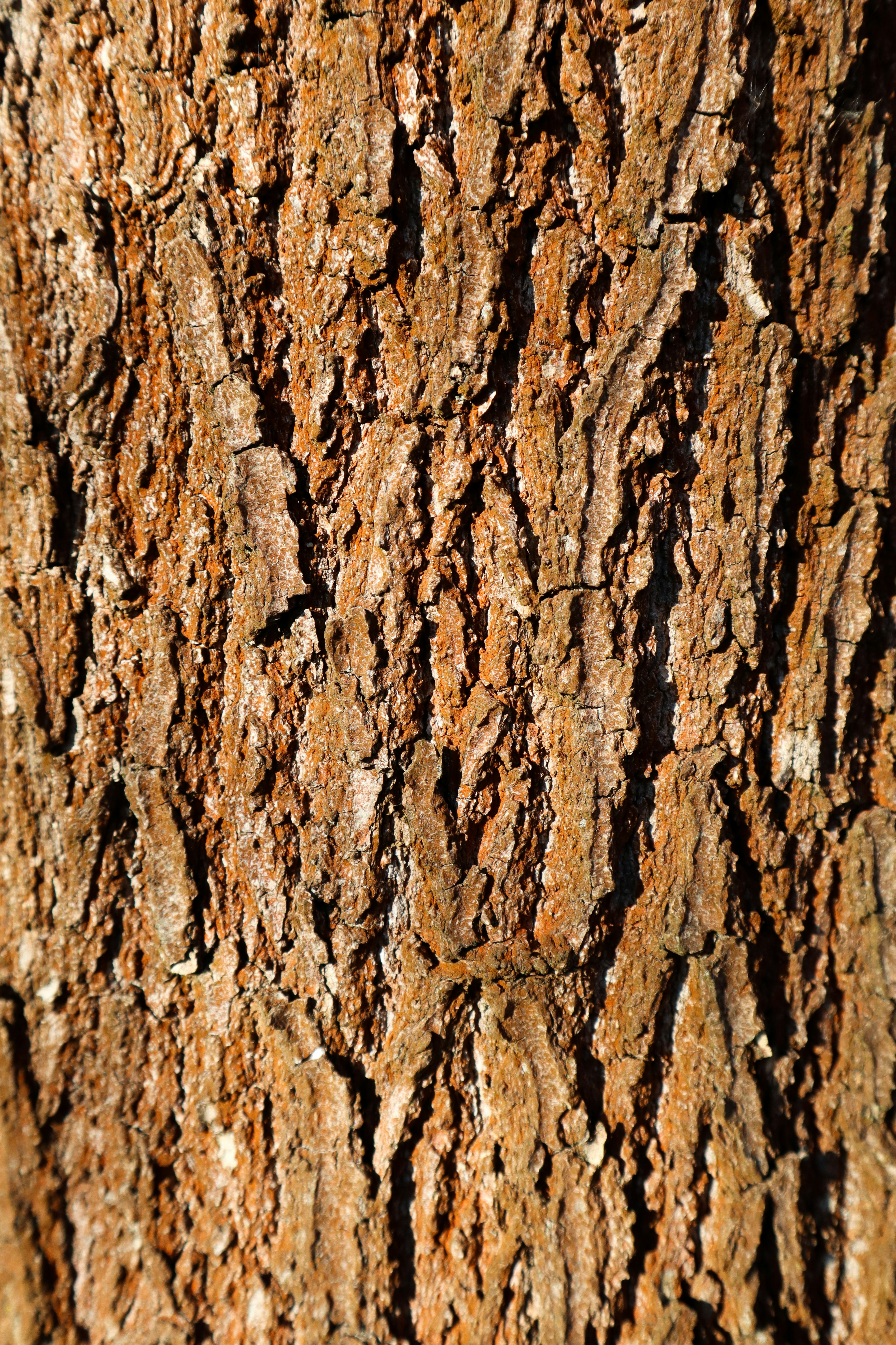 Photo by mugabo_library