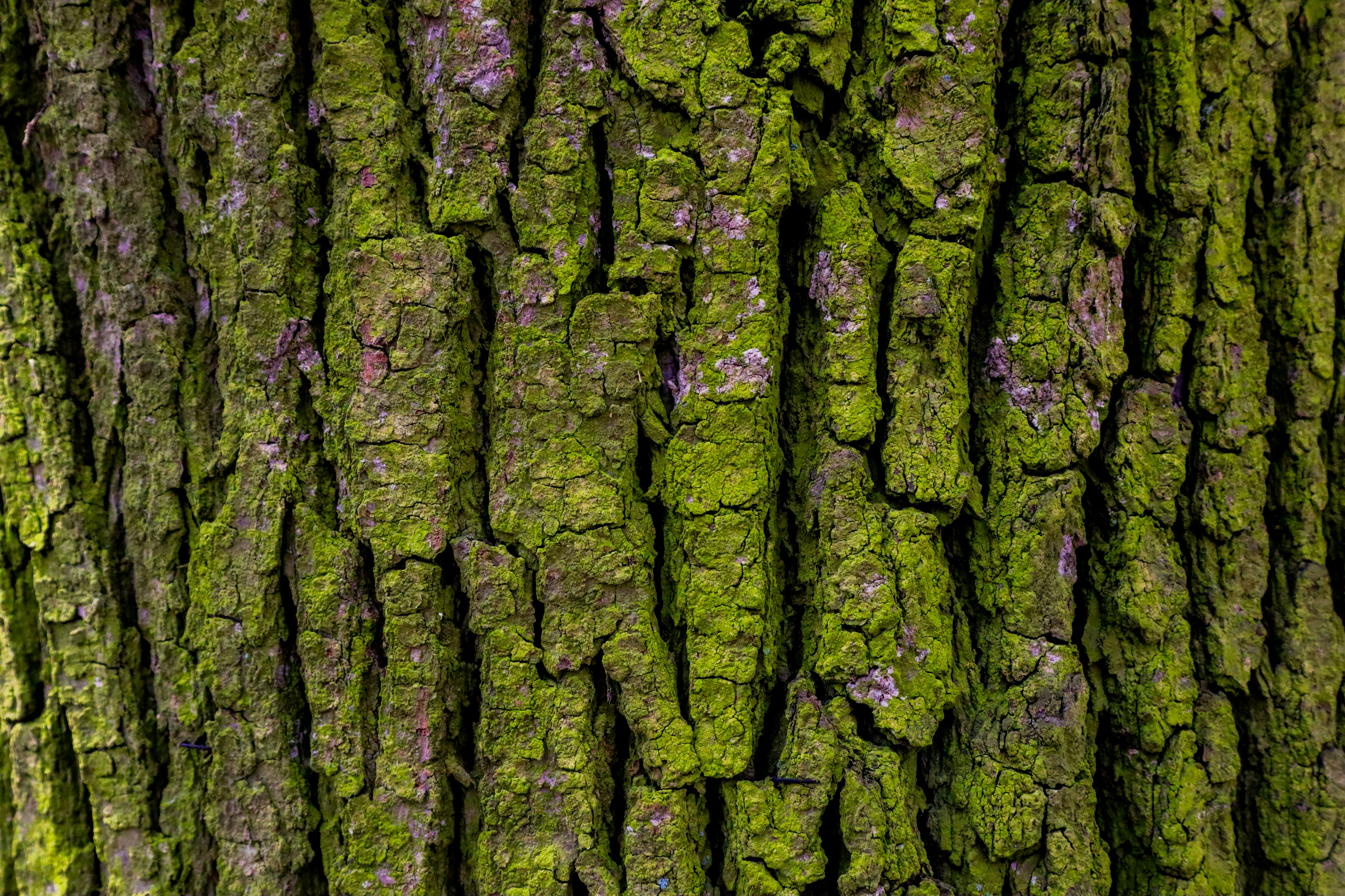 Photo by mugabo_library