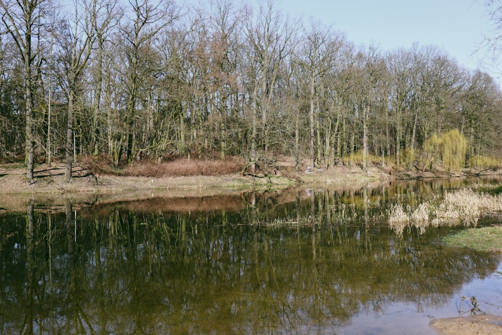 a body of water surrounded by trees and grass