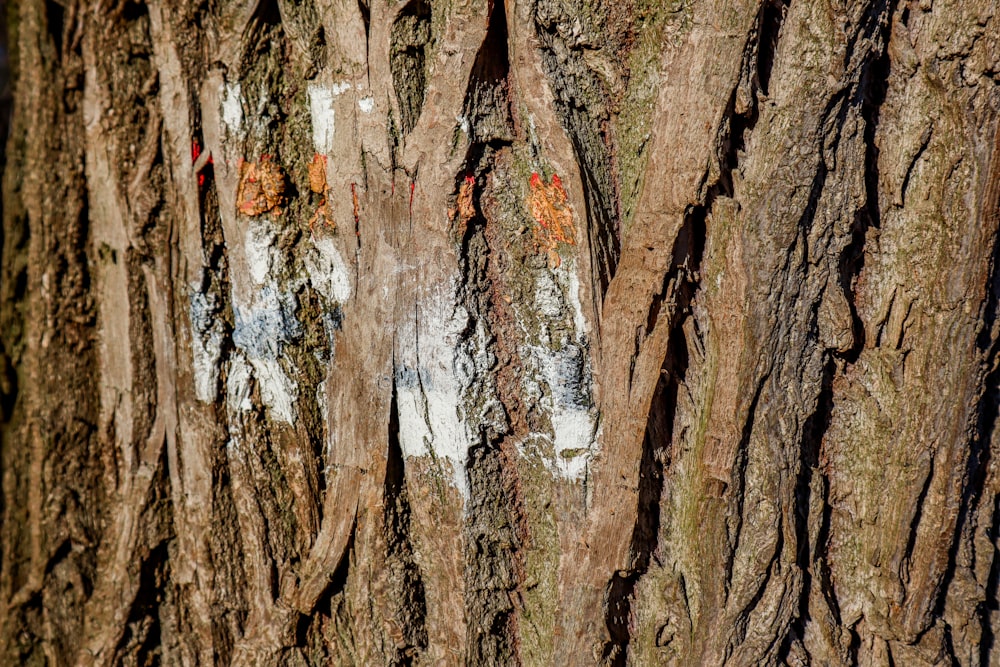 a close up of a tree trunk with a bird on it