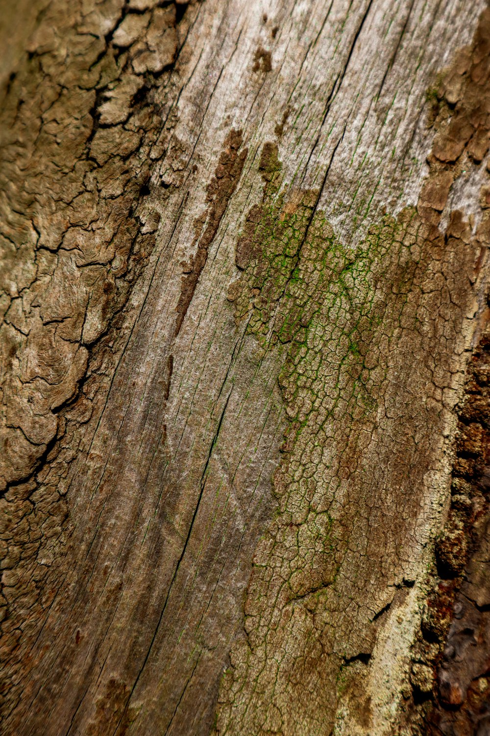 a close up of a piece of wood with moss growing on it