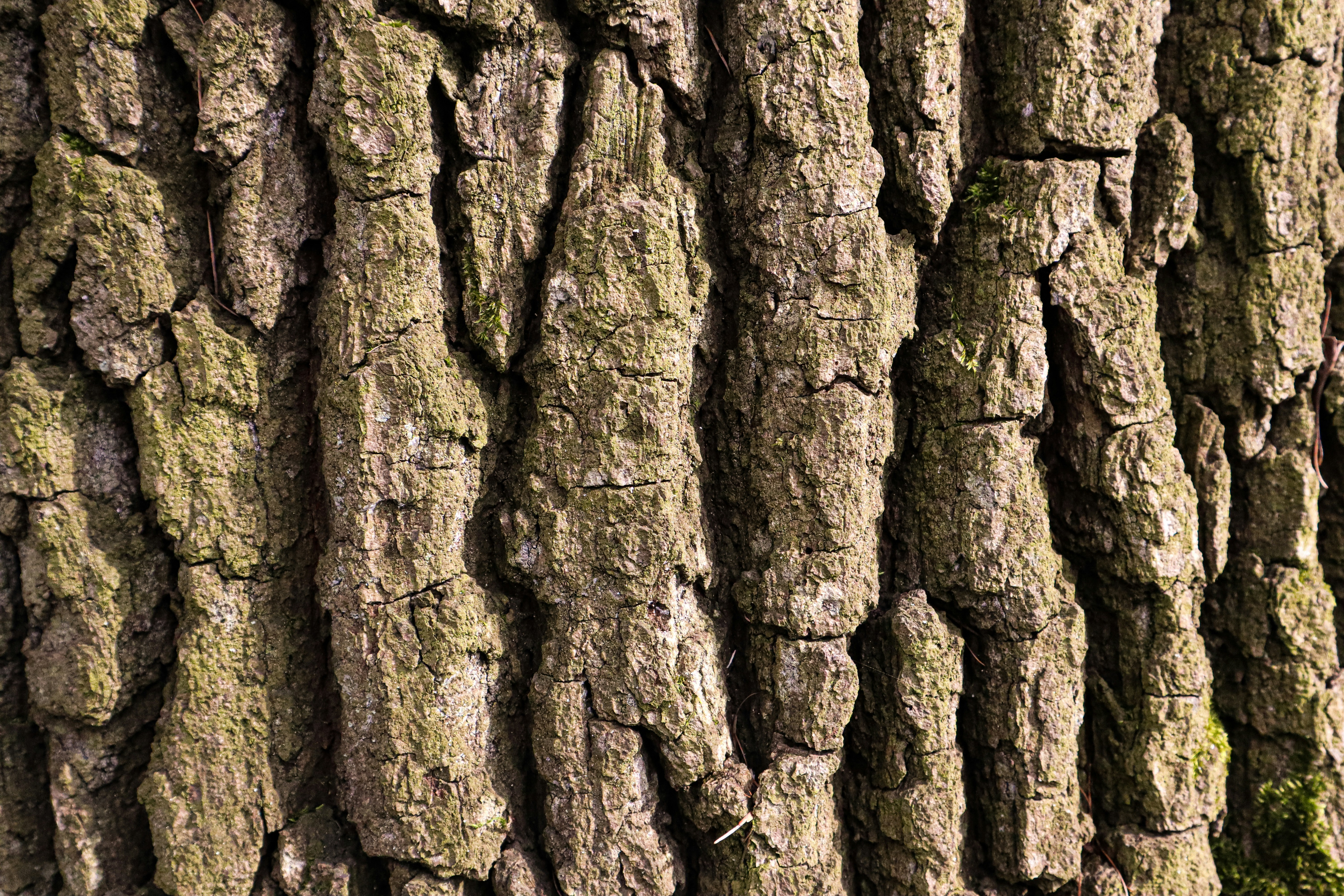 Photo by mugabo_library