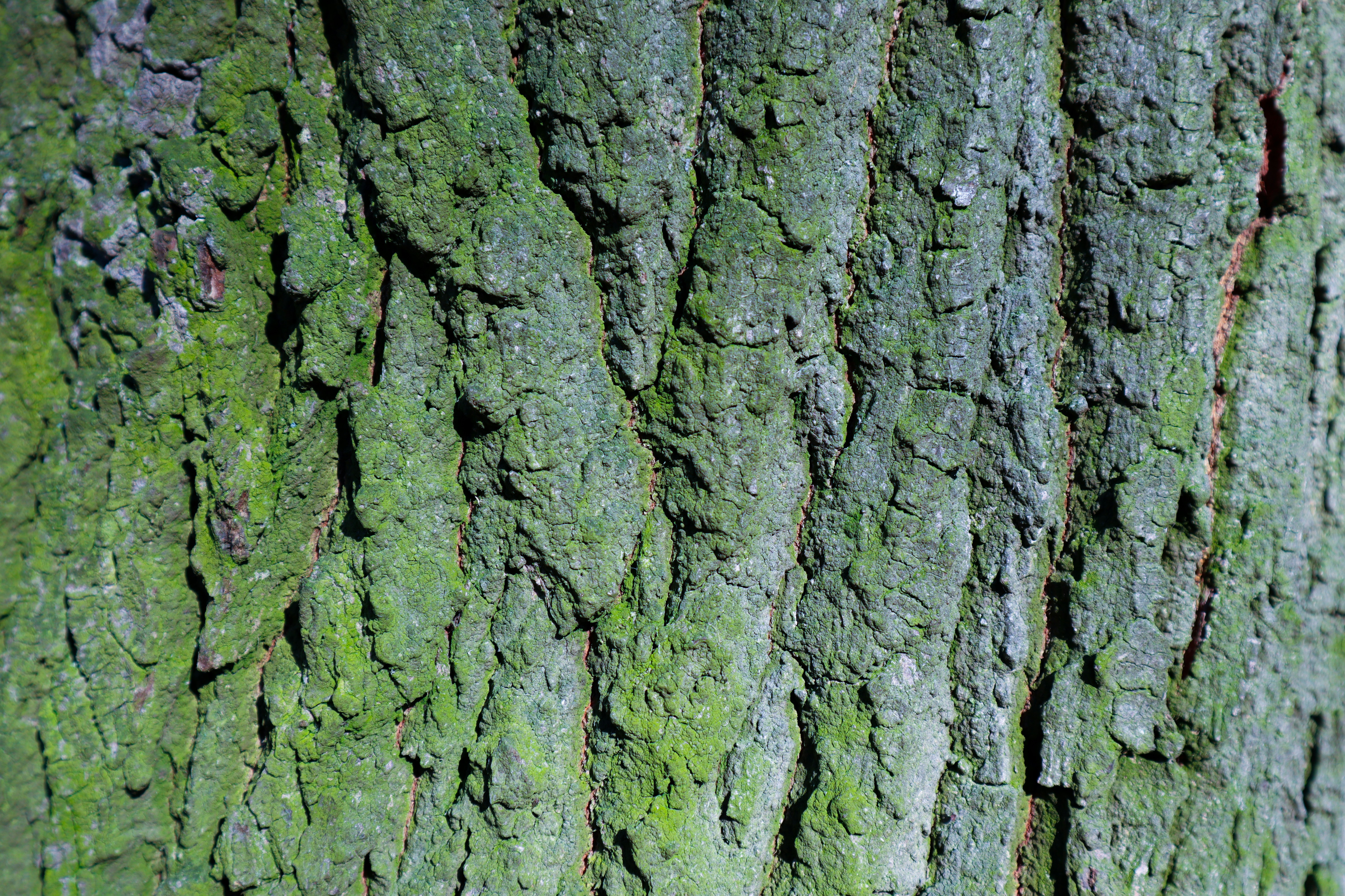 Photo by mugabo_library