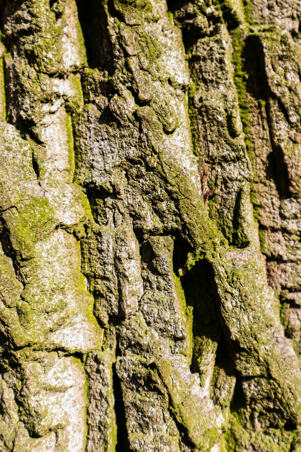 a close up of the bark of a tree