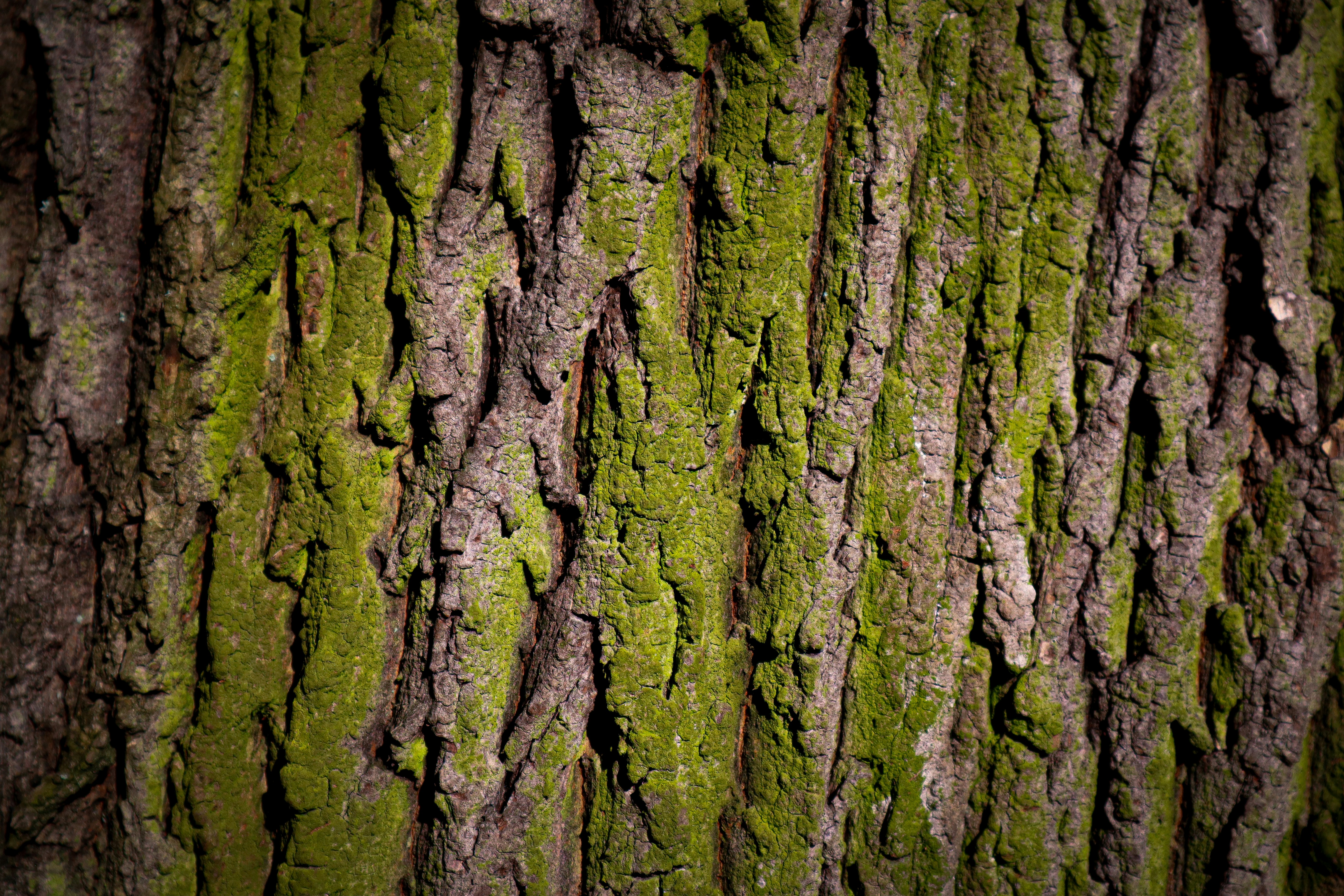 Photo by mugabo_library