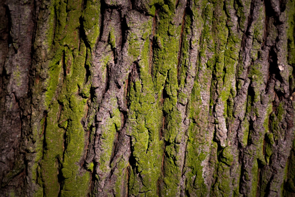 a close up of the bark of a tree