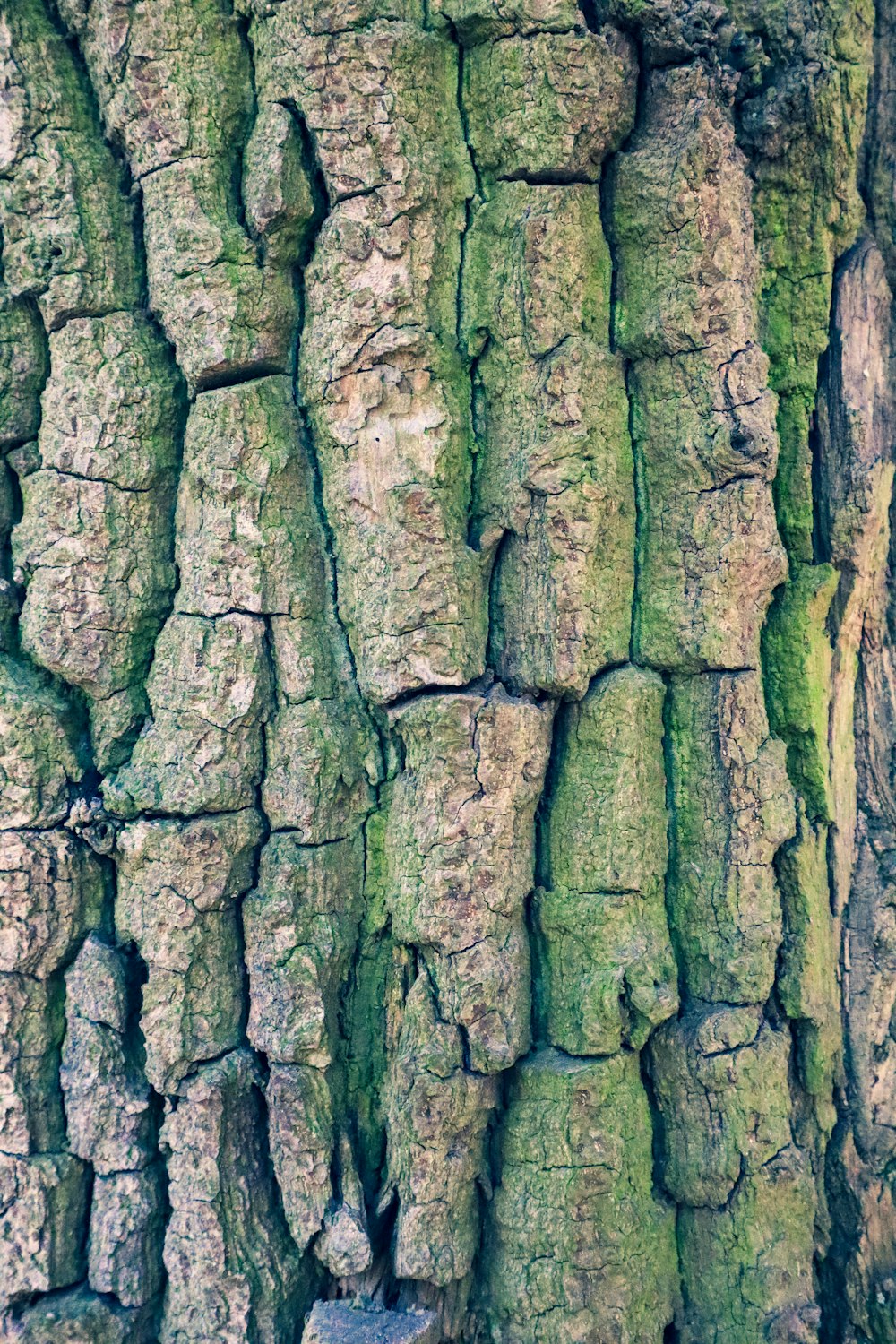 a close up of the bark of a tree