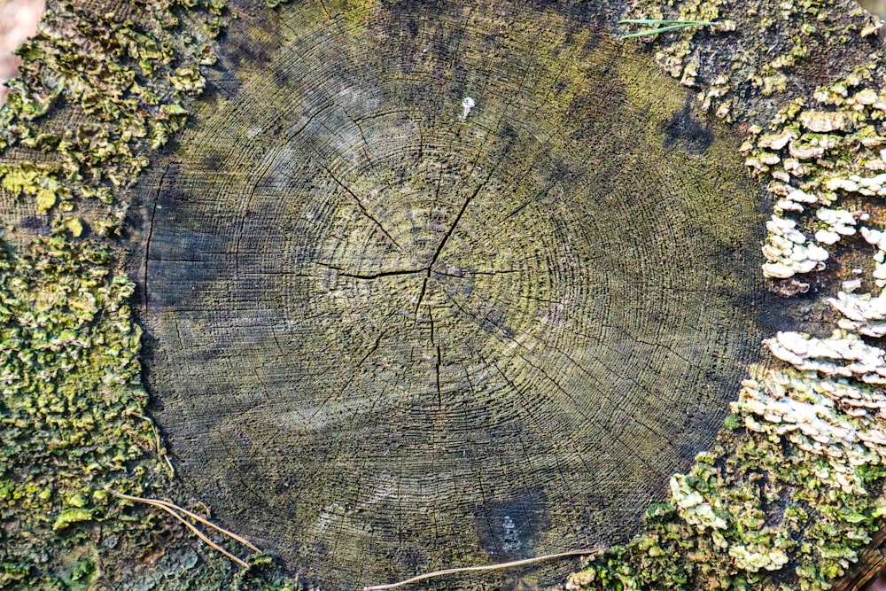 a cross section of a tree that has been cut down