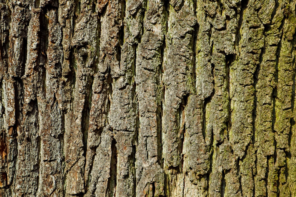 a close up of the bark of a tree