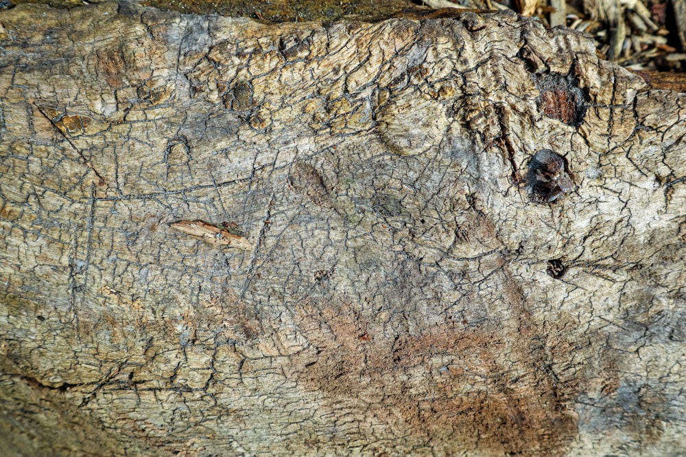 a close up of a tree trunk with a bird on it