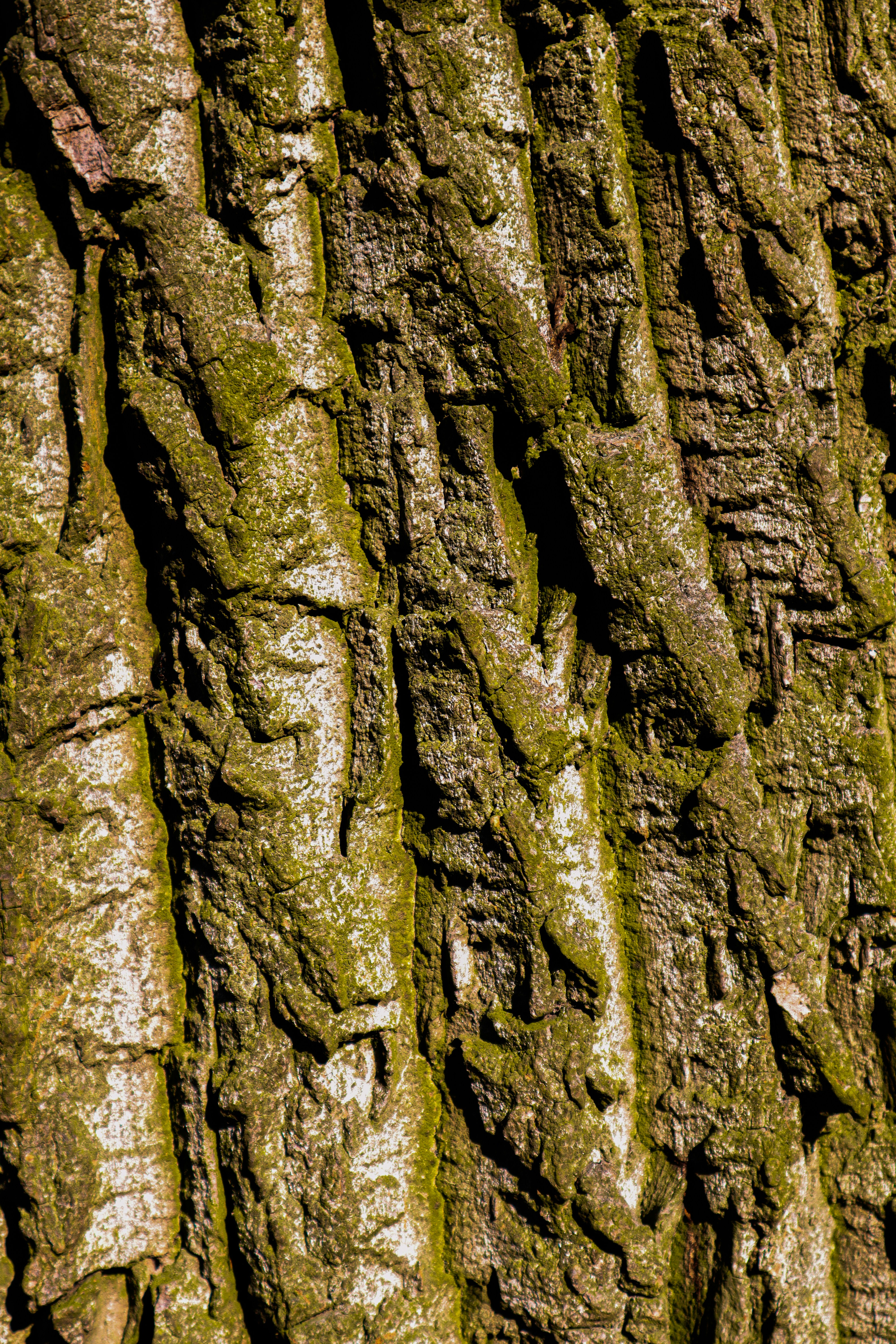 Photo by mugabo_library