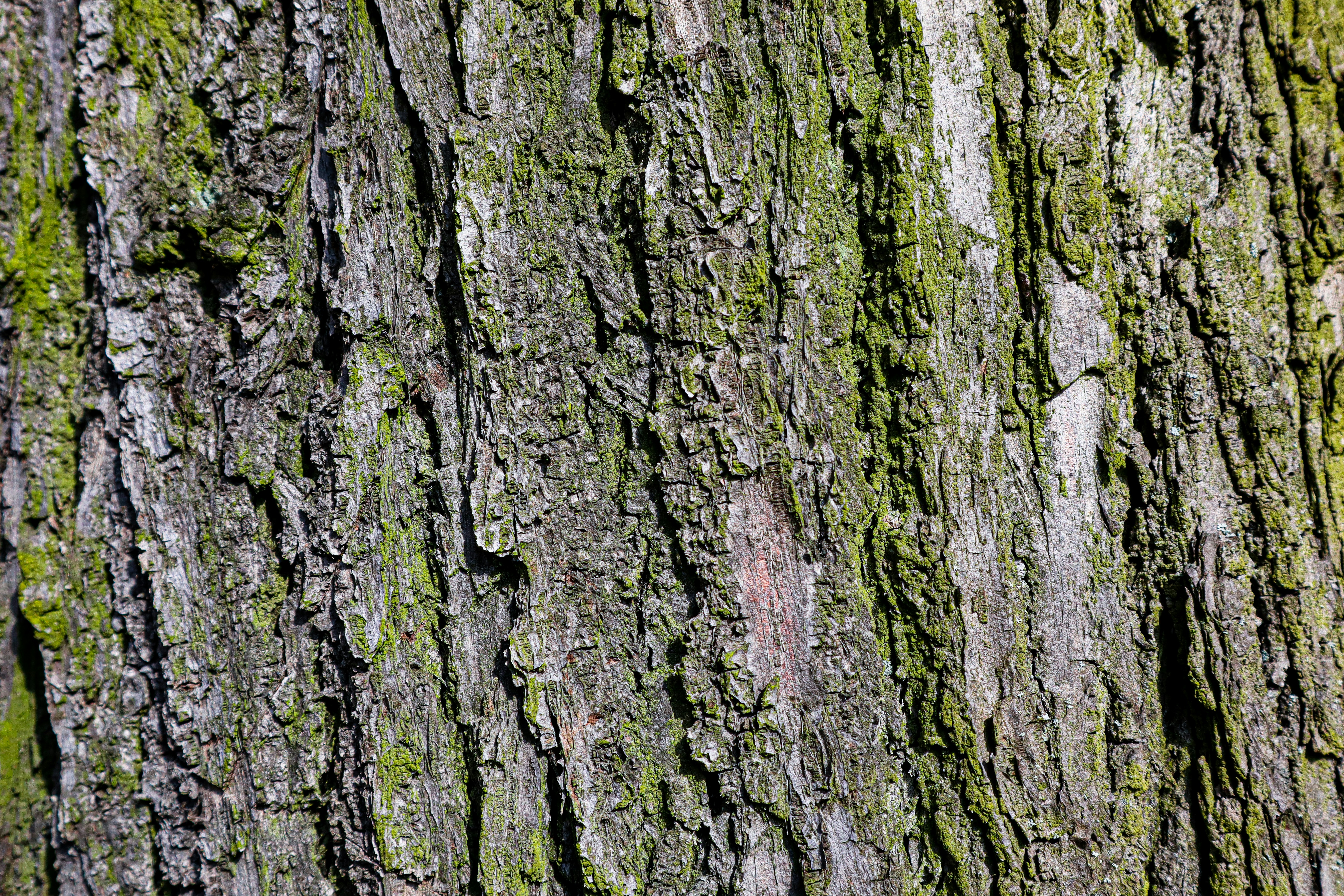 Photo by mugabo_library