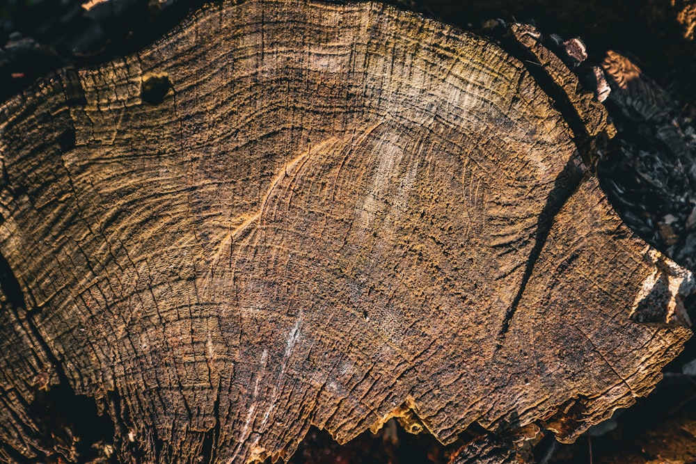 a close up of a tree trunk with a lot of wood