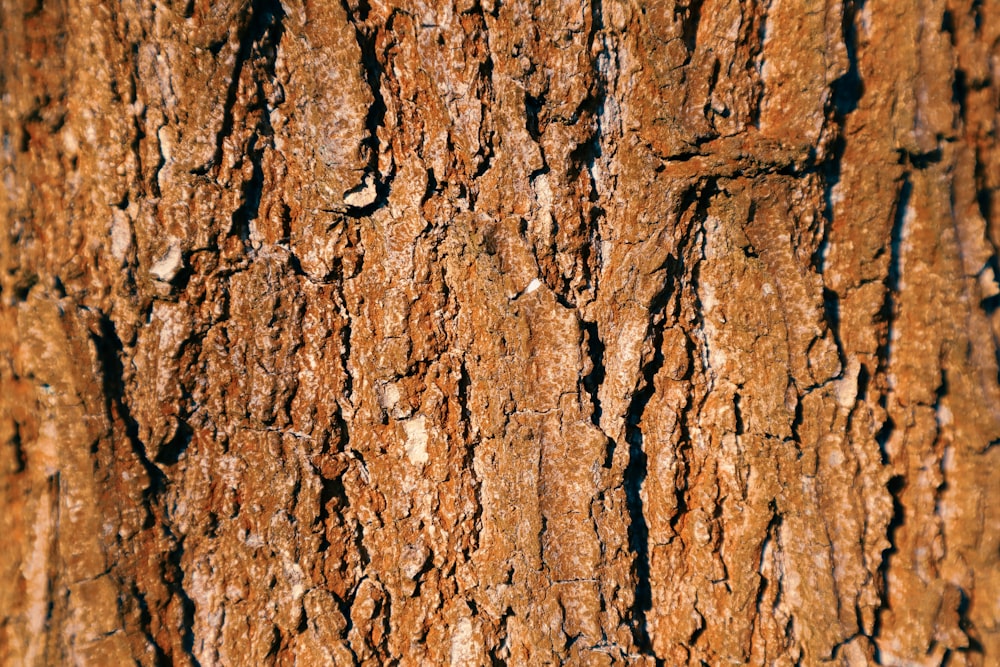 a close up of the bark of a tree