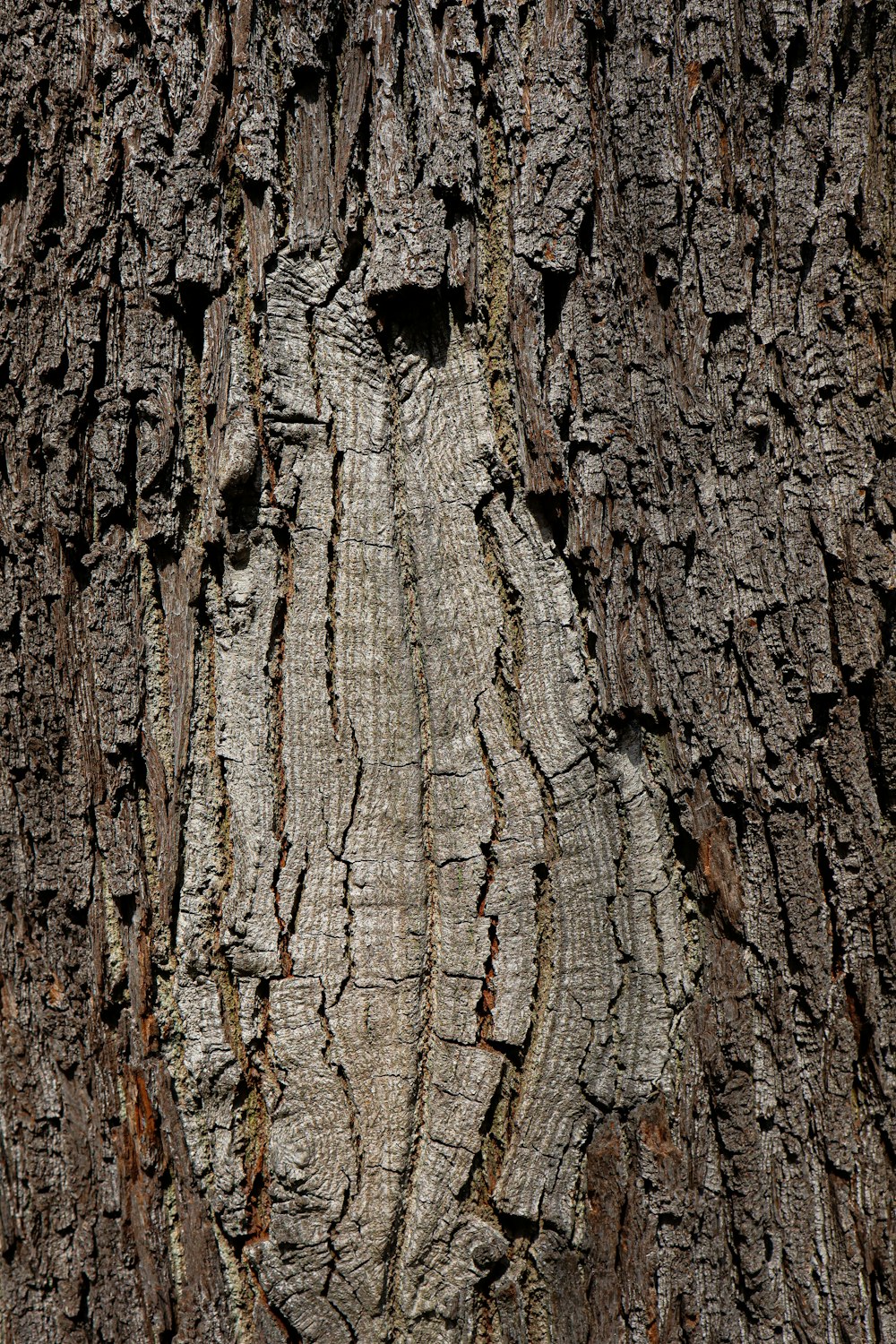 a face carved into the bark of a tree