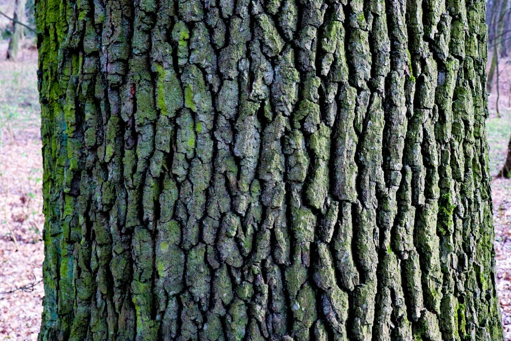 a close up of the bark of a tree