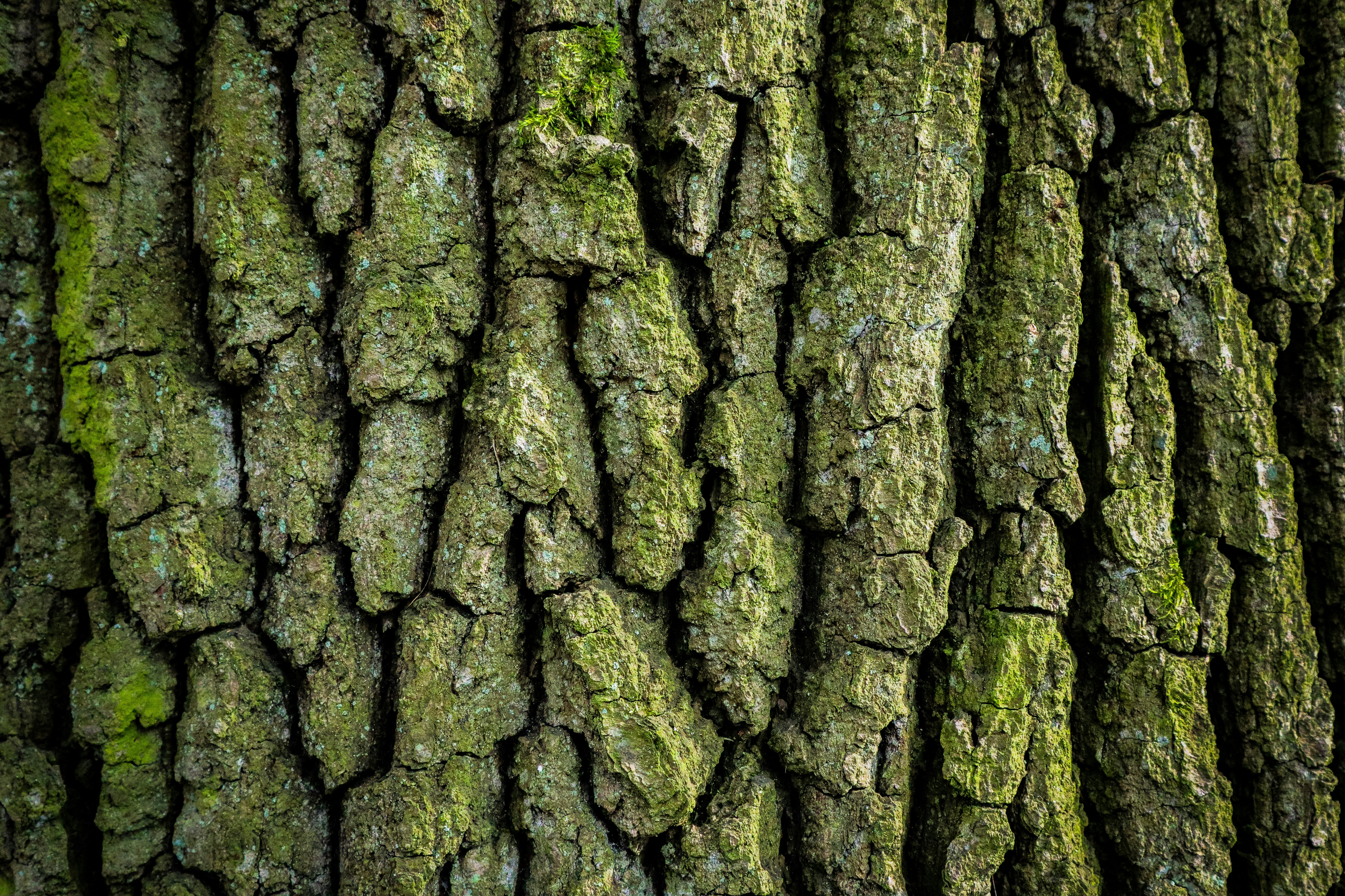 Photo by mugabo_library