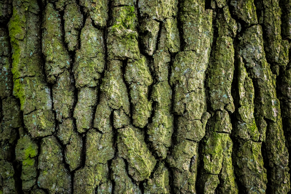 the bark of a tree with green moss on it