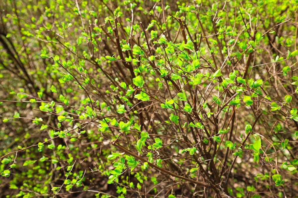 a bush with small green leaves in a field