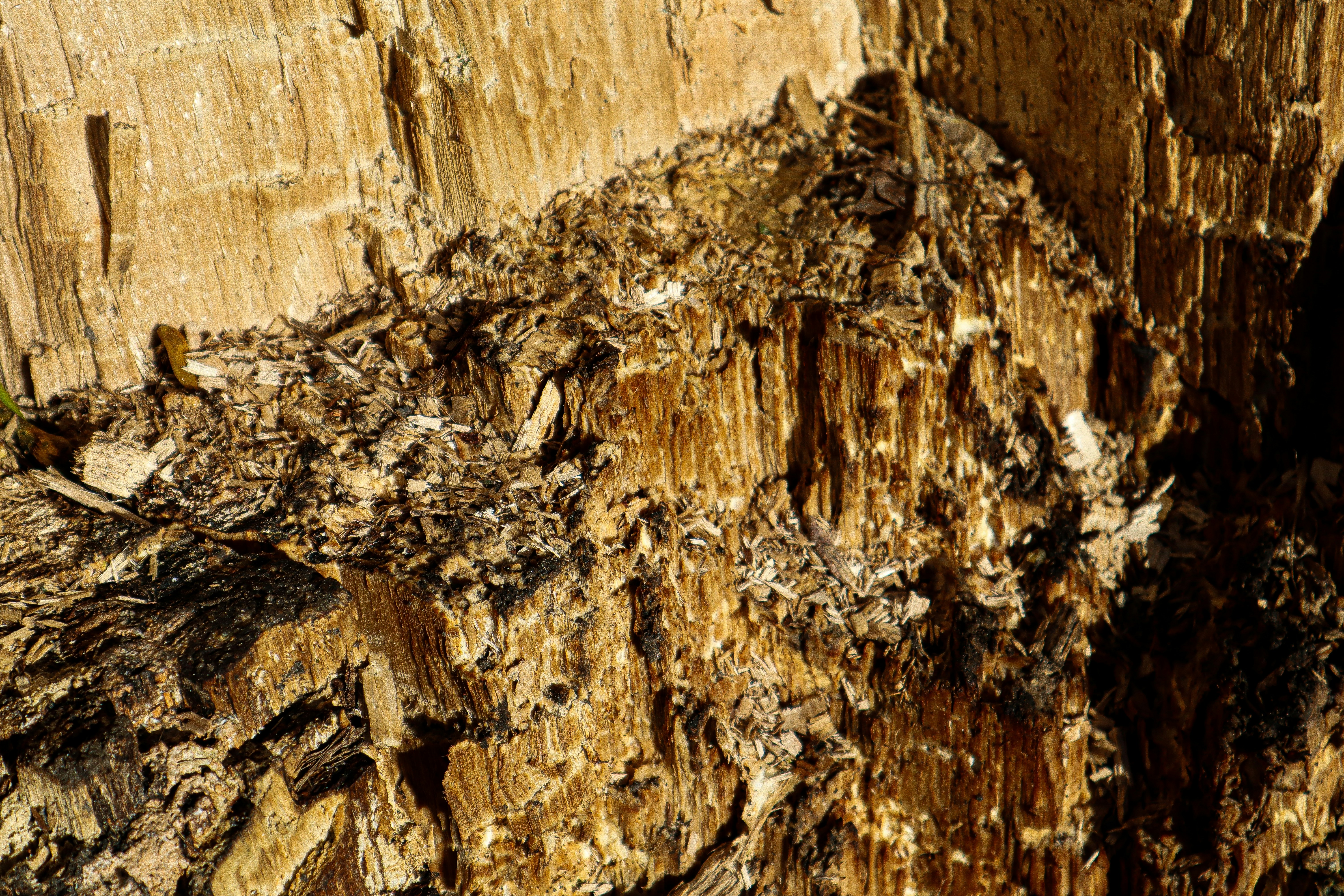 Pest Control in Australian Residential Construction