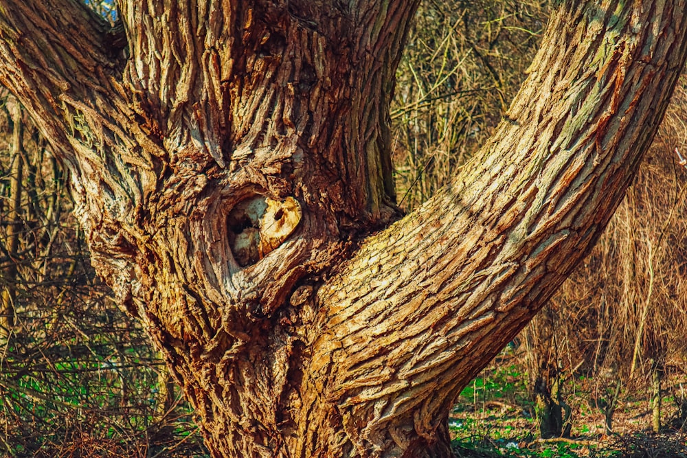 a tree with a hole in the bark