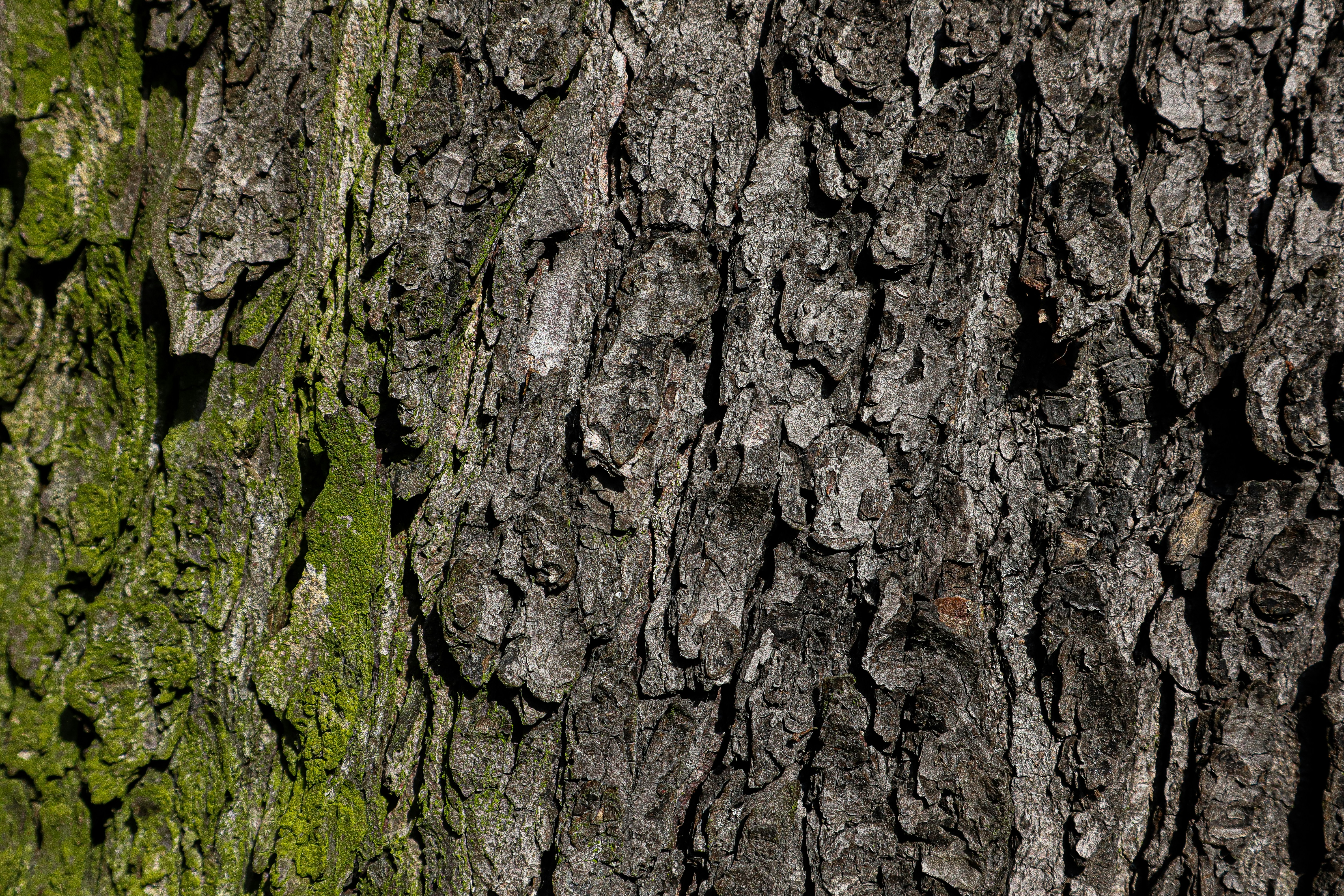 Photo by mugabo_library