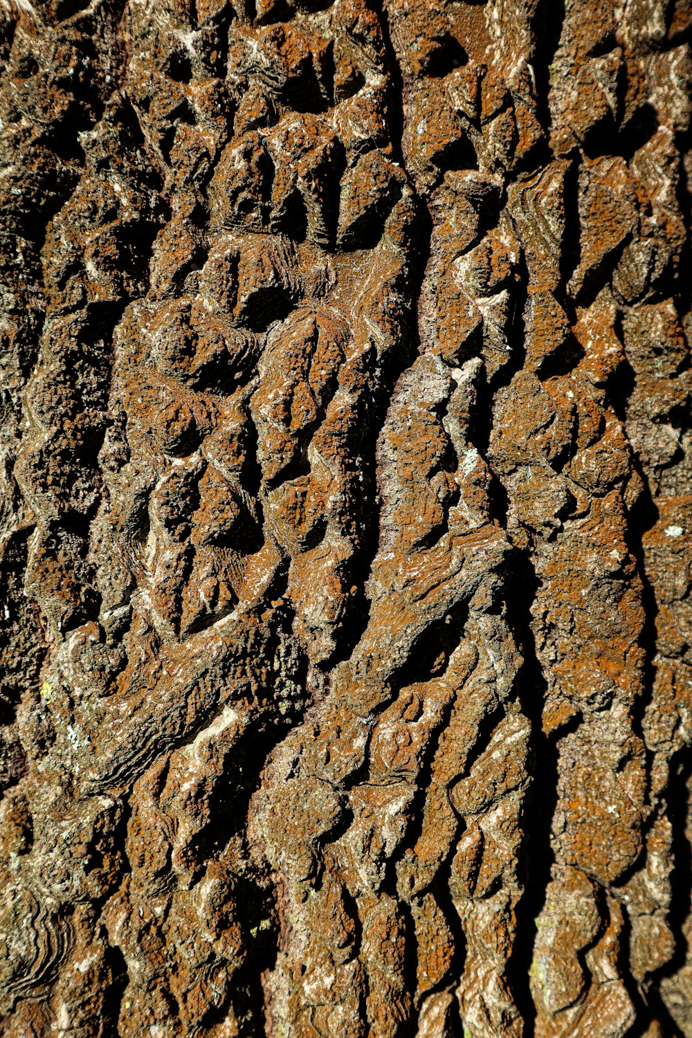 a close up of the bark of a tree