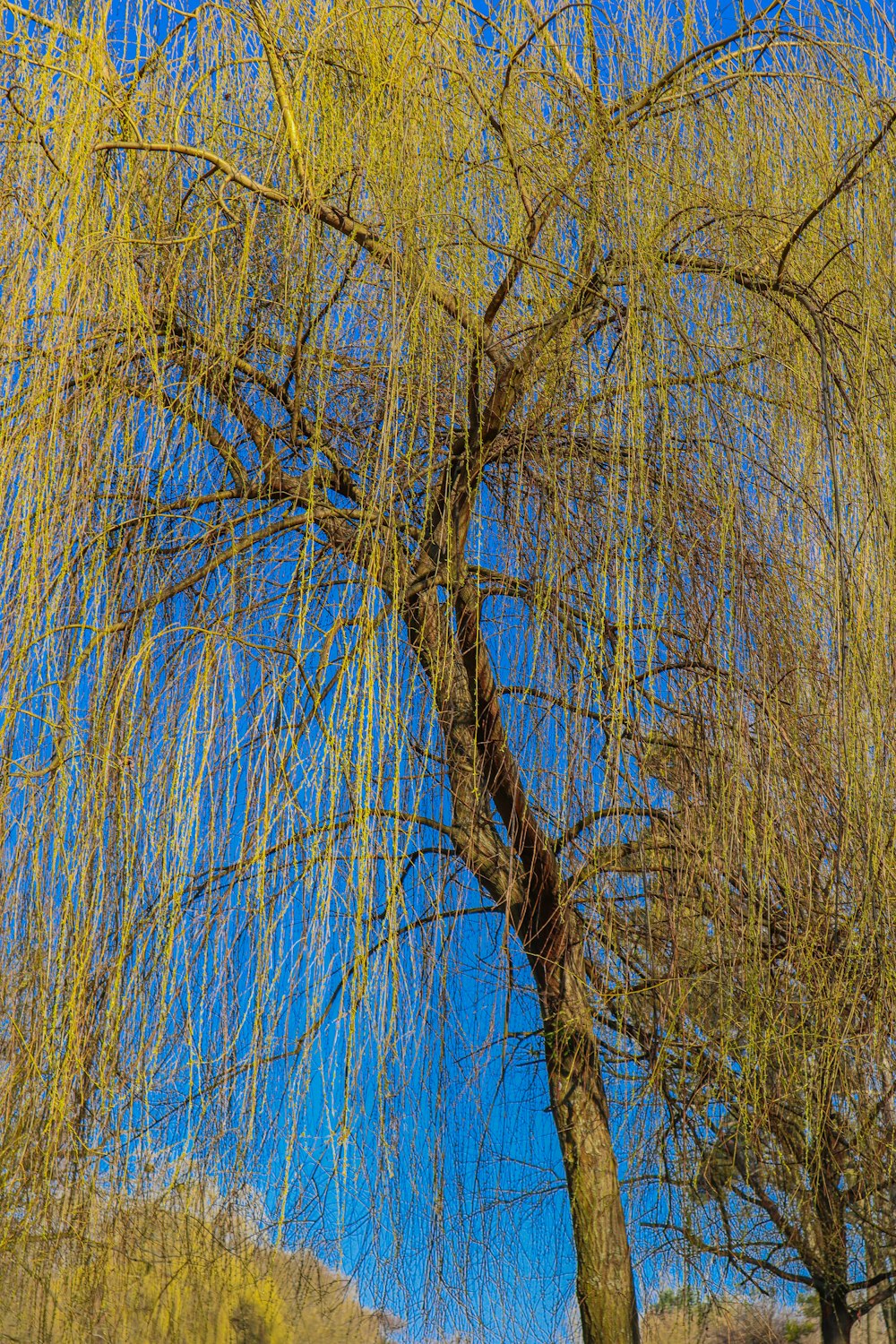 a bench under a willow tree on a sunny day