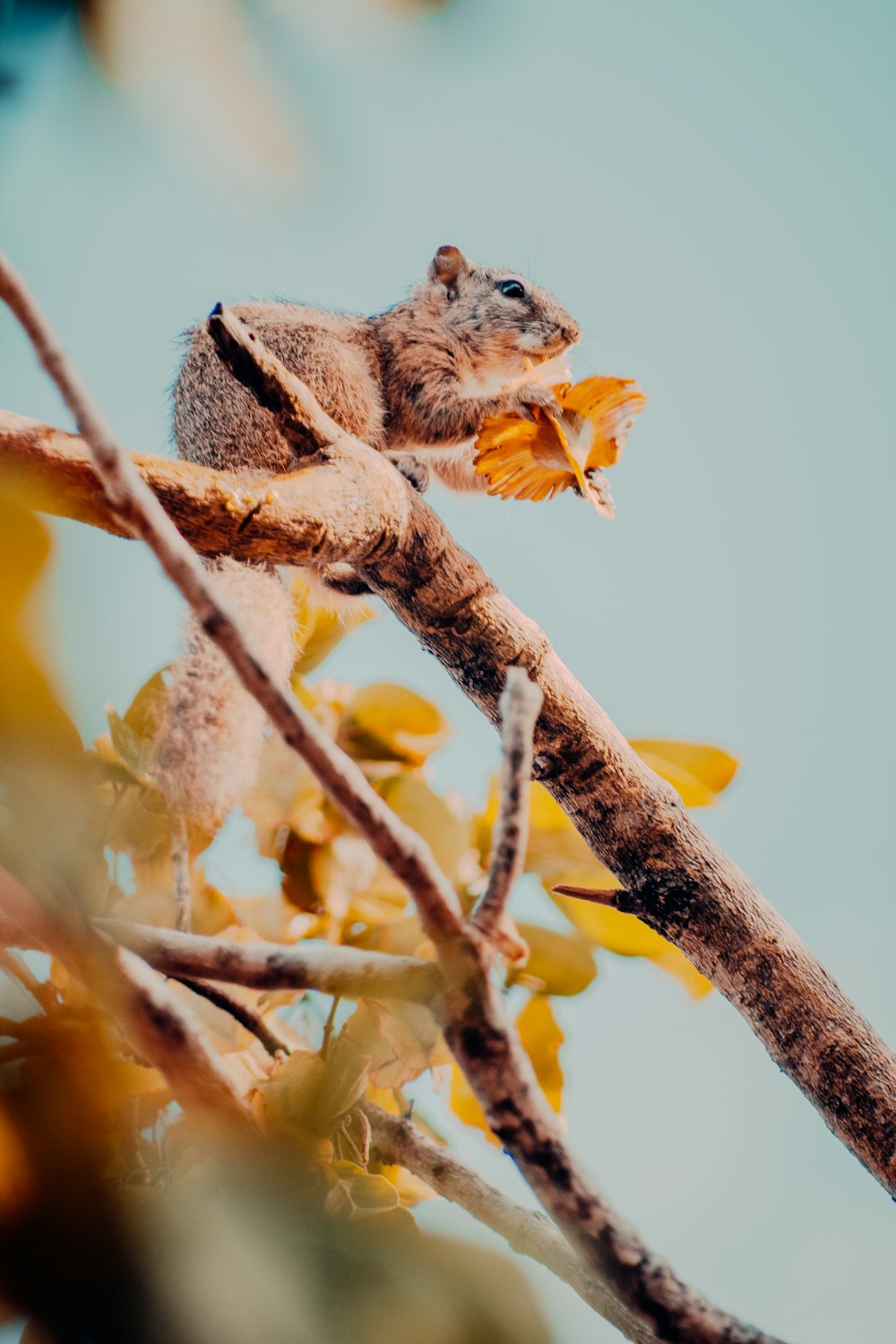 a small animal sitting on top of a tree branch