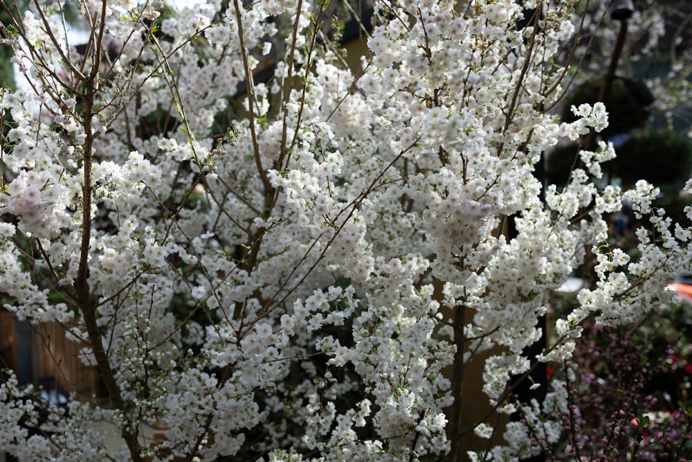 a bush with white flowers in a garden