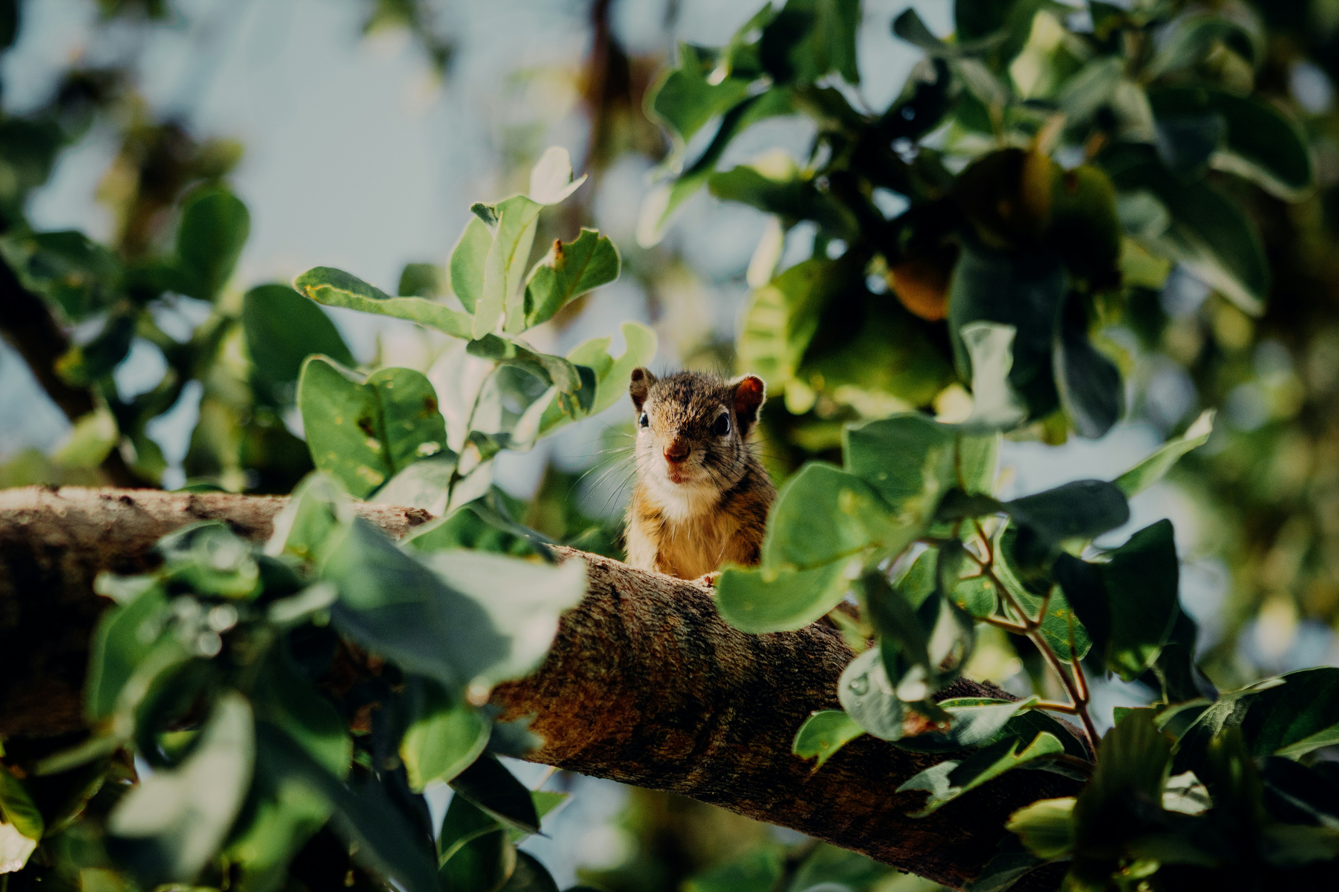 a squirrel sitting on a branch of a tree