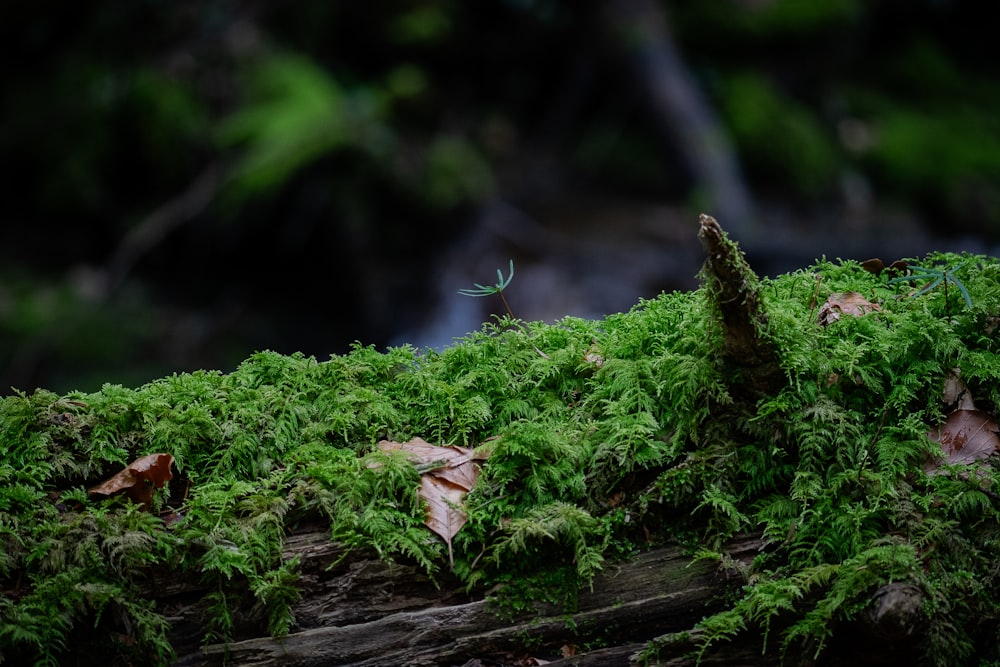 a close up of a moss covered log
