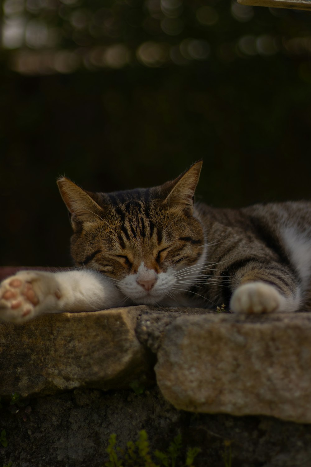 a cat laying on top of a stone wall