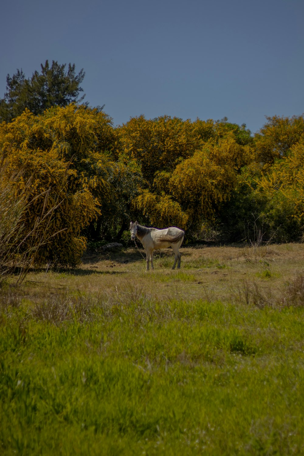 a cow standing in a field with trees in the background