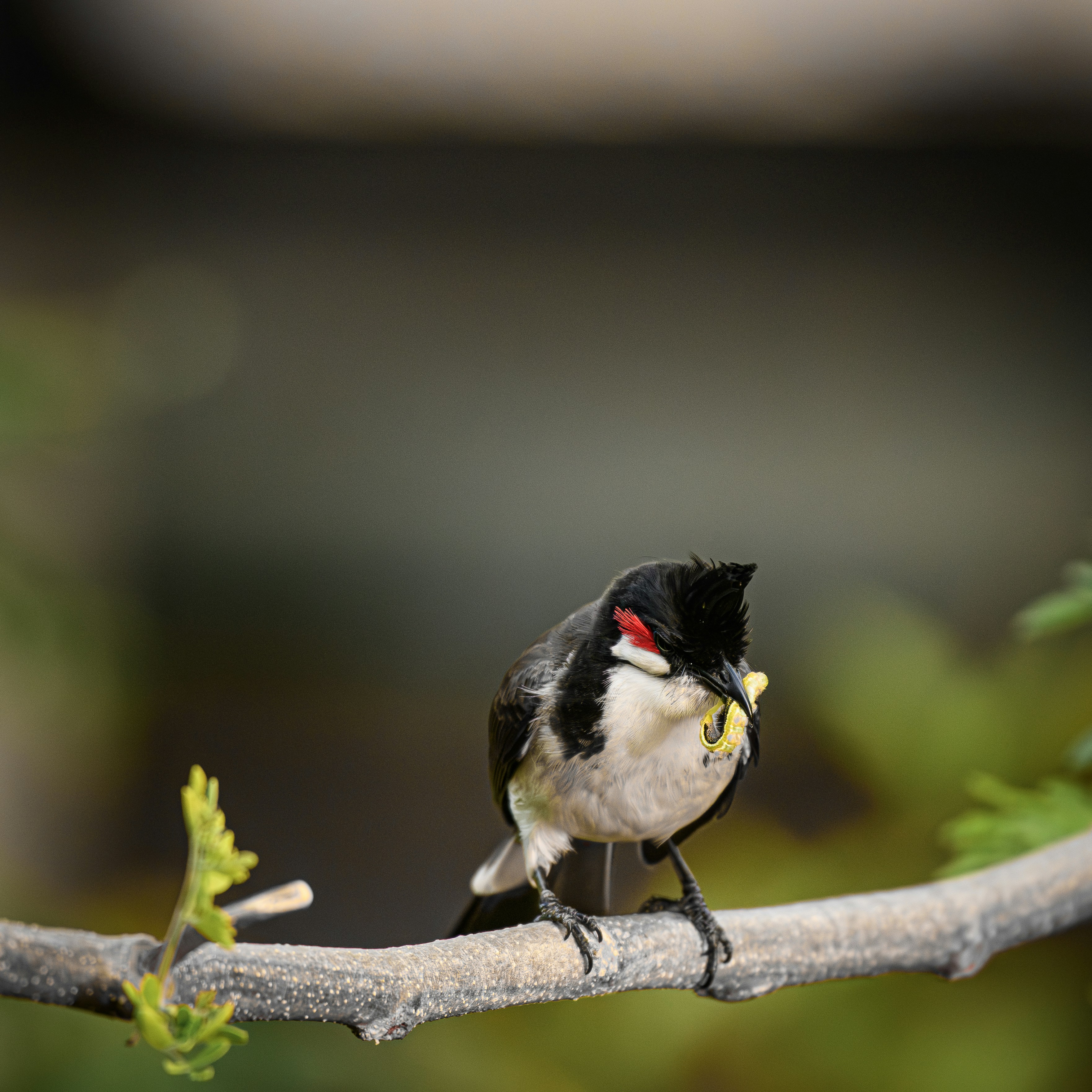 Photo by momentzbyram