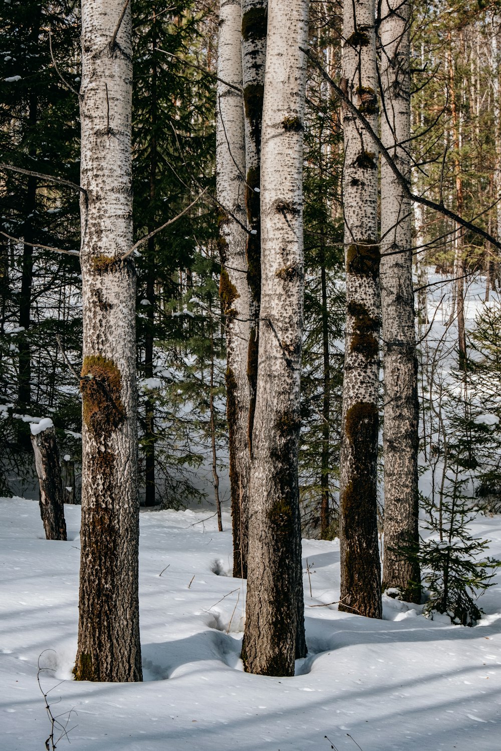 a snow covered forest with lots of trees