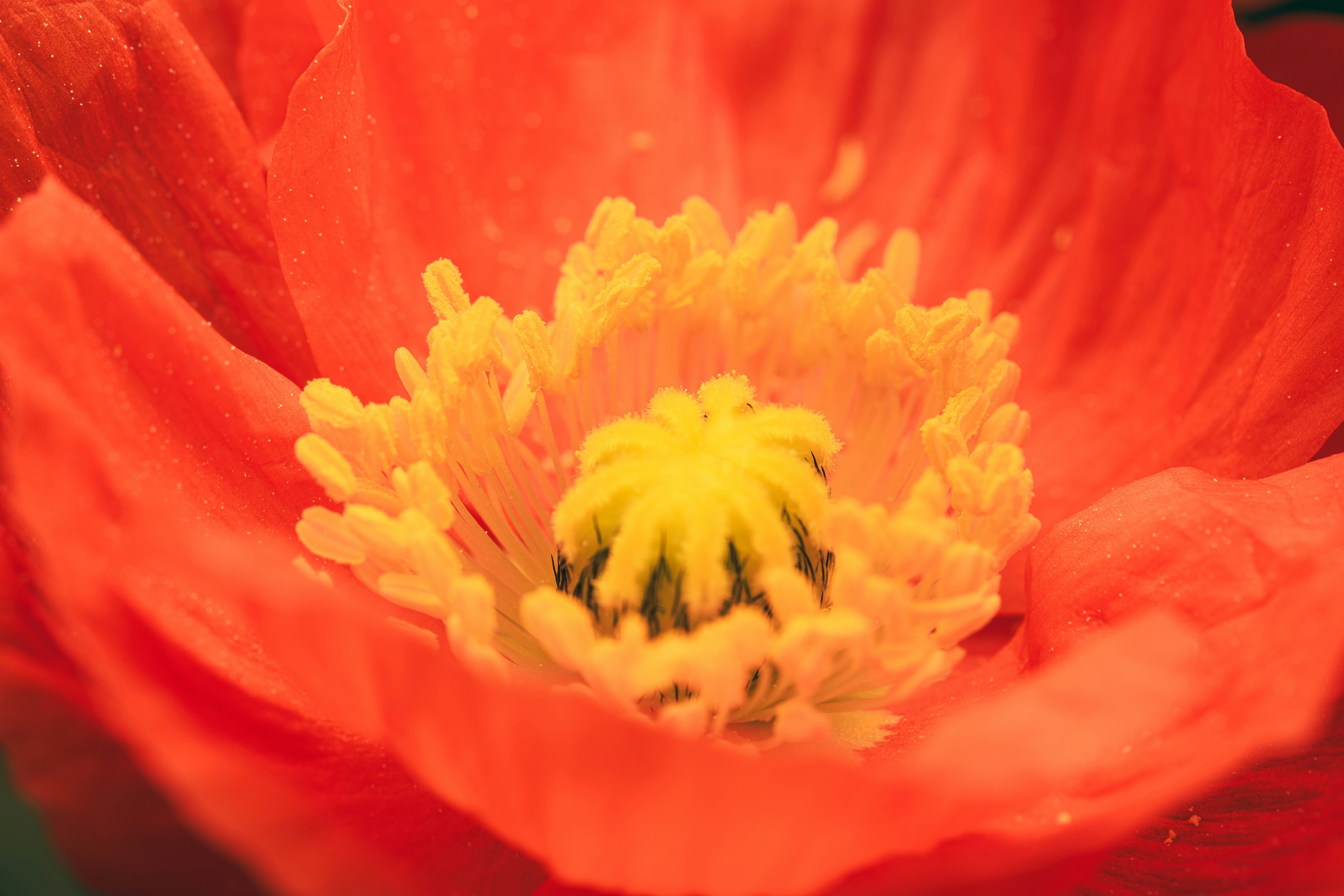 un gros plan d’une fleur rouge avec un centre jaune