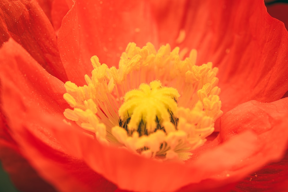 a close up of a red flower with a yellow center