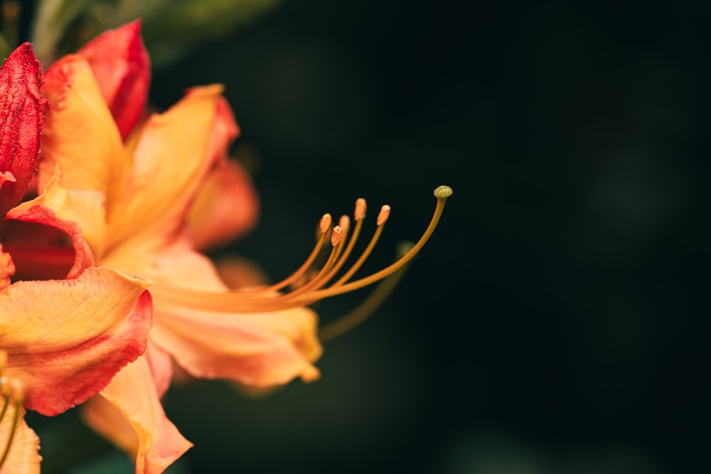 um close up de uma flor amarela e vermelha
