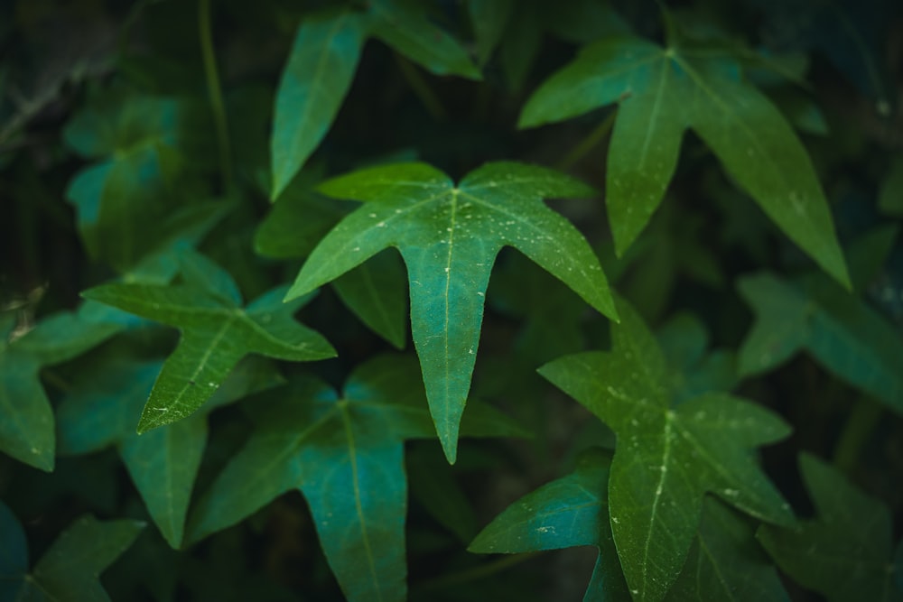 a close up of a green leafy plant