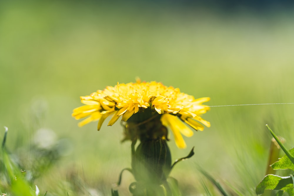 a yellow dandelion in the middle of a grassy field
