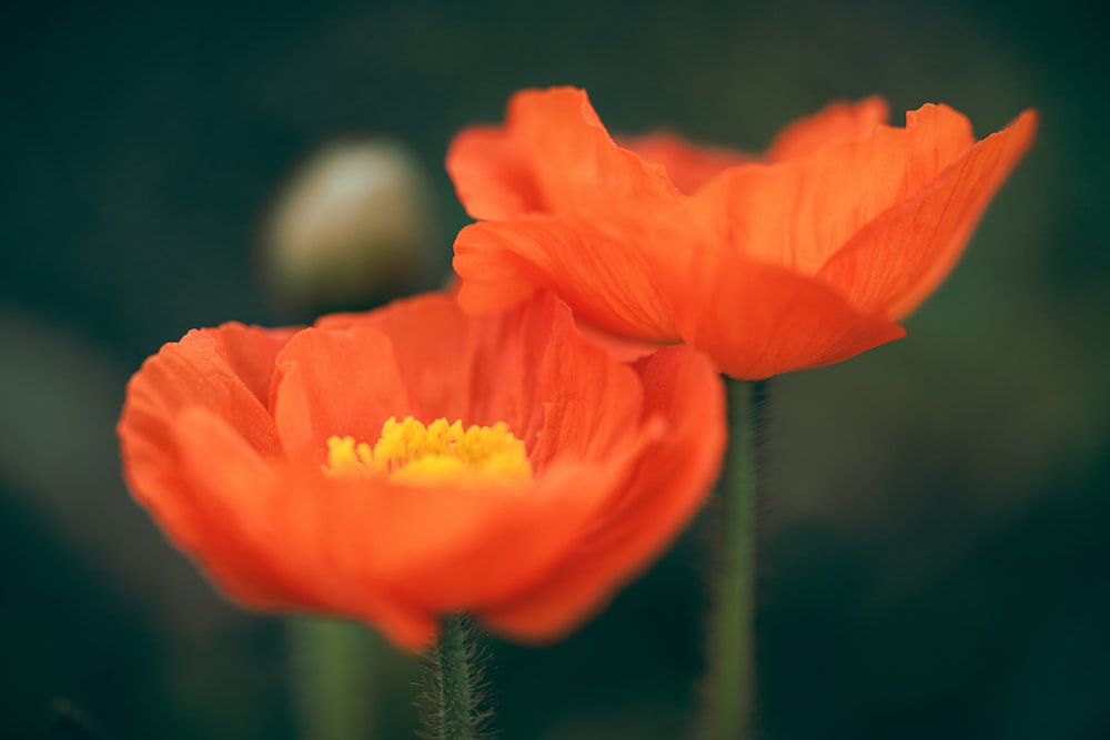 a close up of two orange flowers with a blurry background
