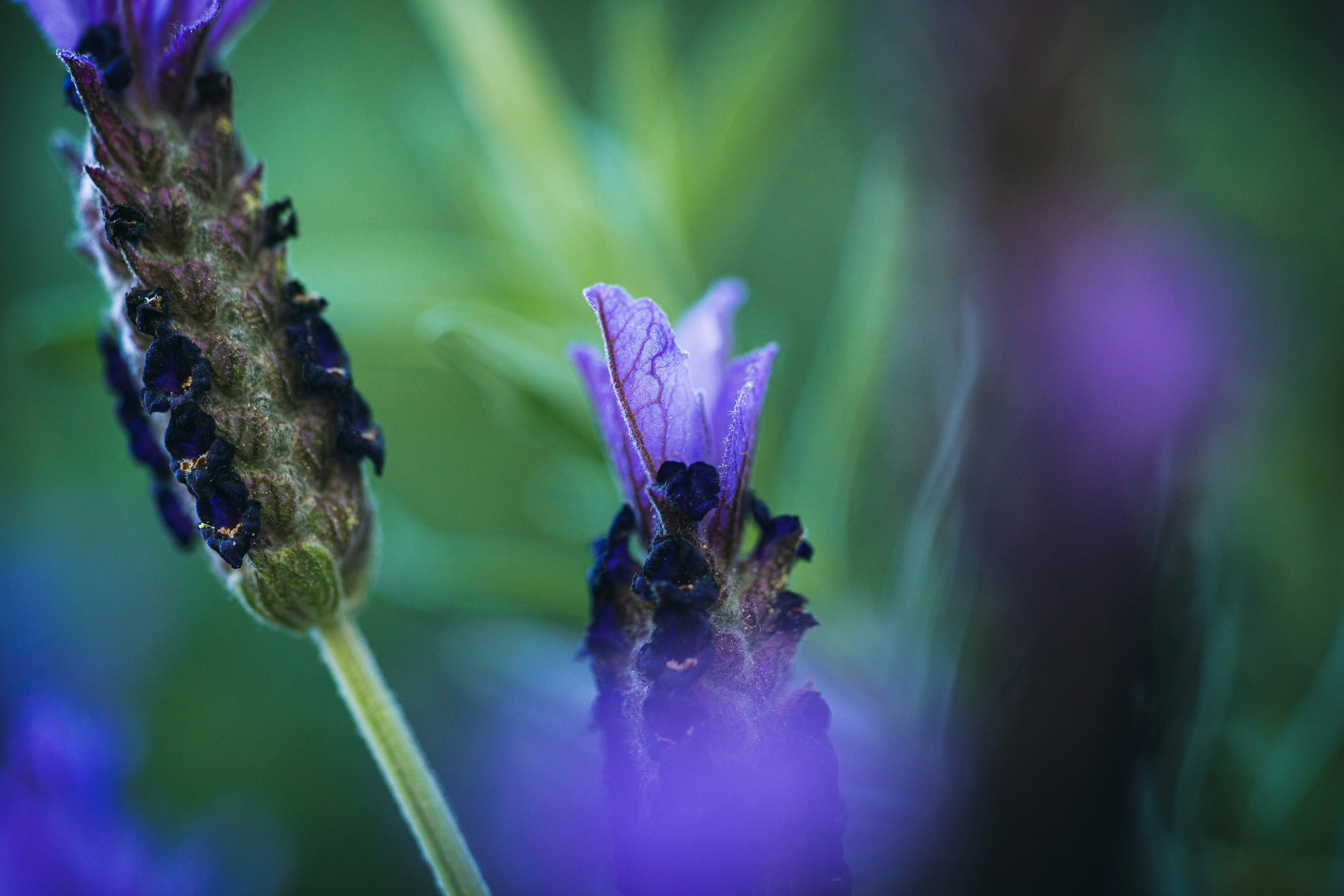 un gros plan d’une fleur violette avec un arrière-plan flou
