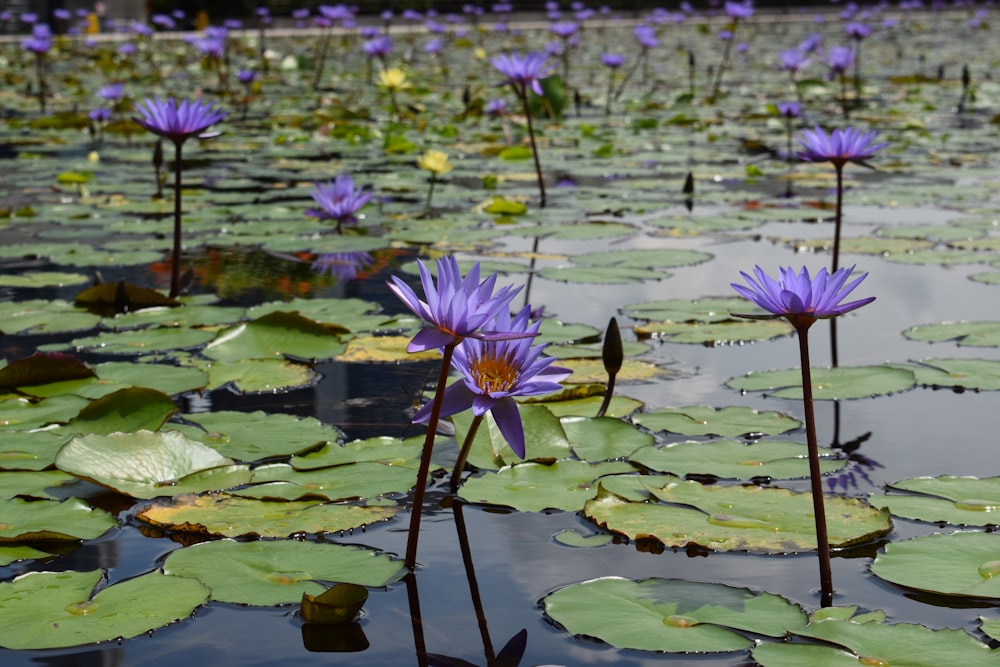 a pond filled with lots of purple water lilies