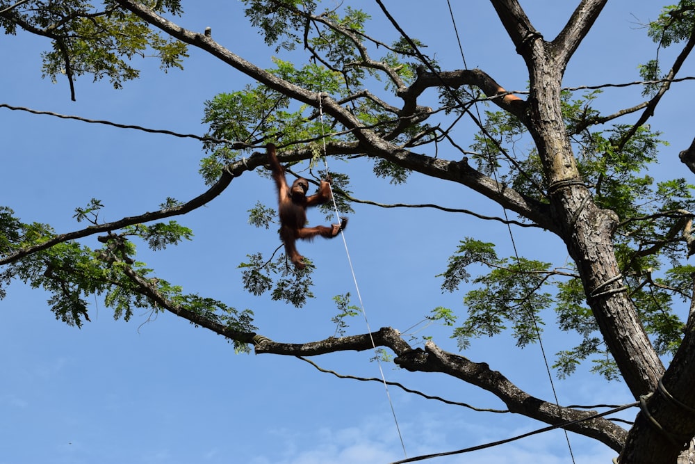 a man hanging on to a rope in a tree
