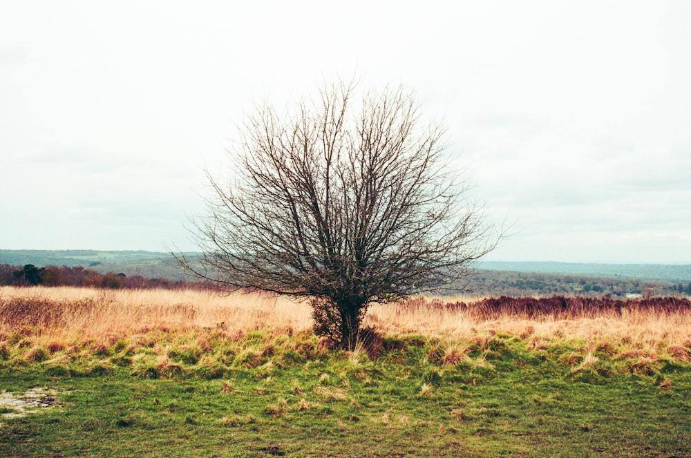 a lone tree in a grassy field on a cloudy day